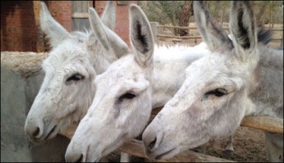 Donkeys in Egypt decided to make ID cards