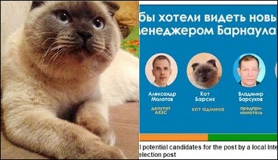 The cat was nominated for mayor