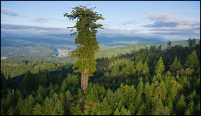 US world's tallest tree