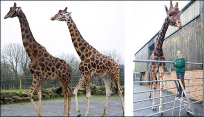 Britain, the world's largest zoo tall zraf