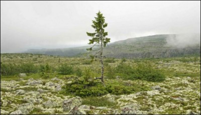 oldest tree discovered in Sweden