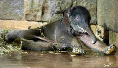 Baby elephant born at the Berlin Zoo