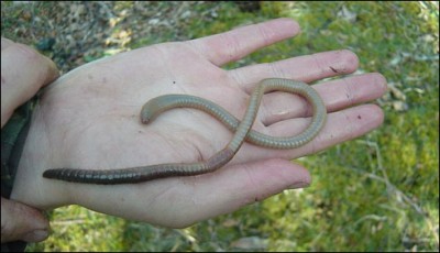 Scotland's giant Cetshwa