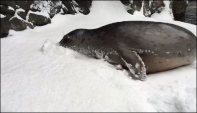 Snowy River Cat 