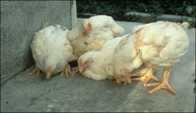 Poultry farms