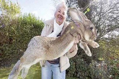 The biggest rabbit 