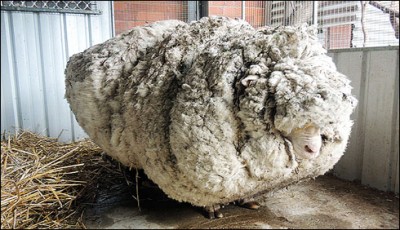 Australia: 41 kg sheep