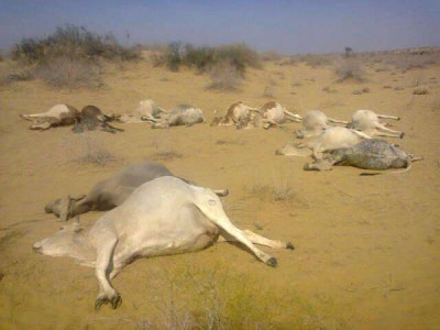 Khalid killed livestock