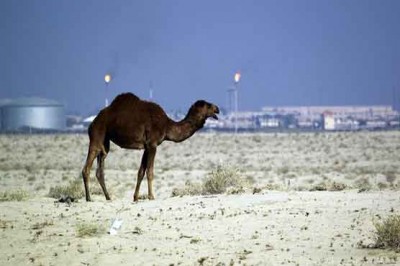  months, Qatari citizen