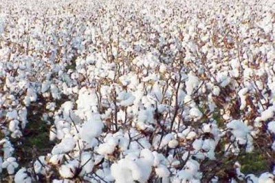 The price of cotton 